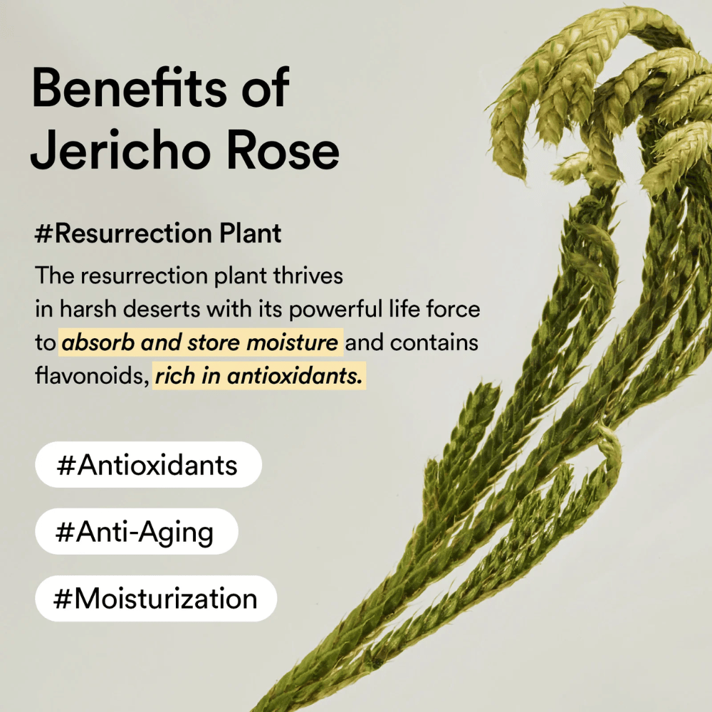 La plante Jericho Rose – une source naturelle d'antioxydants et d'hydratation. Aide la peau à conserver son élasticité et à résister aux signes de l'âge.